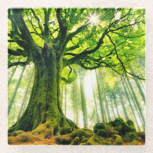 Ponthus' Beech Glazen Onderzetter (Voorkant)