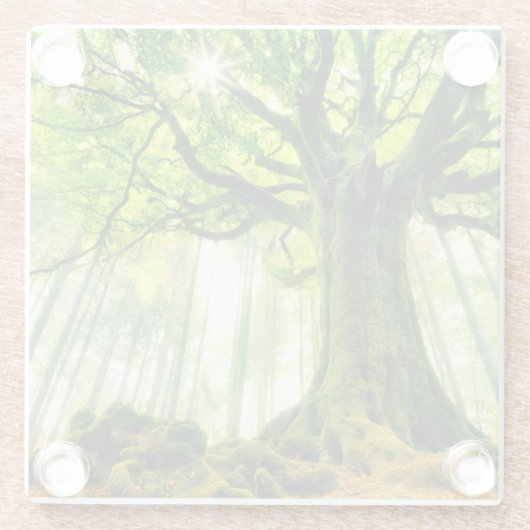 Ponthus' Beech Glazen Onderzetter (Achterkant)