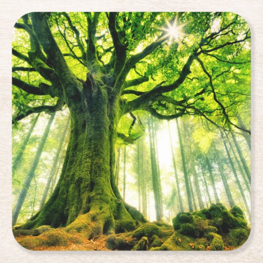 Ponthus' Beech Kartonnen Onderzetters (Voorkant)