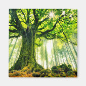 Ponthus' Beech Magneet (Voorkant)