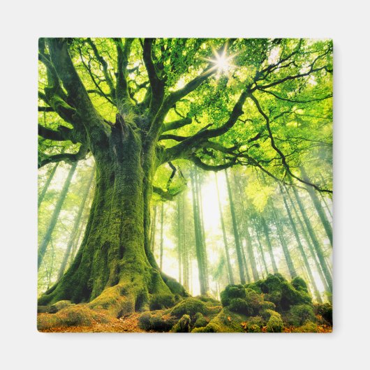 Ponthus' Beech Magneet (Voorkant)