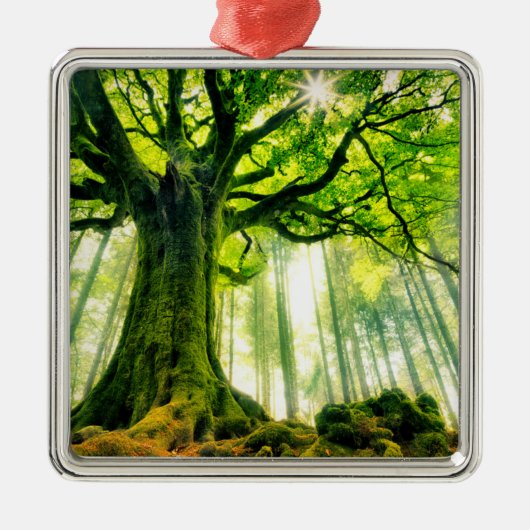 Ponthus' Beech Metalen Ornament (Voorkant)