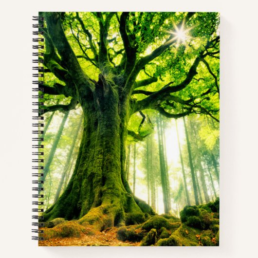 Ponthus' Beech Notitieboek (Voorkant)