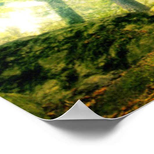 Ponthus' Beech Poster (Hoek)