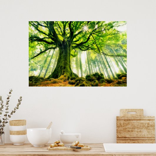 Ponthus' Beech Poster (Keuken)