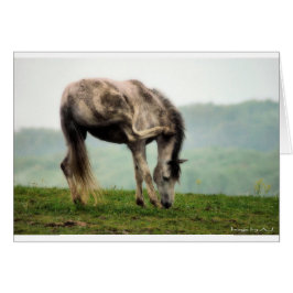 Pony