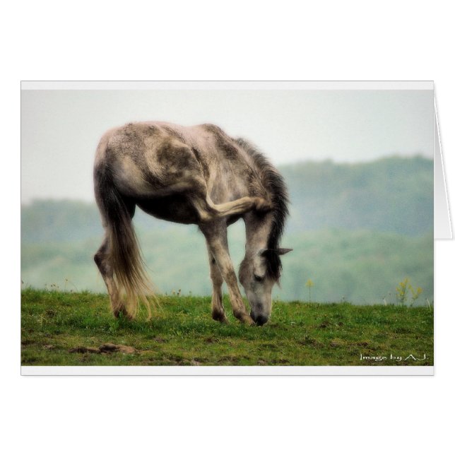 Pony (Voorkant Horizontaal)