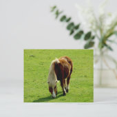 Pony begrazing in het veld briefkaart (Staand voorkant)