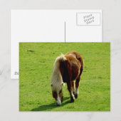 Pony begrazing in het veld briefkaart (Voorkant / Achterkant)