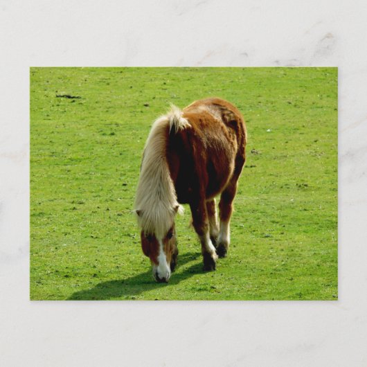 Pony begrazing in het veld briefkaart (Voorkant)