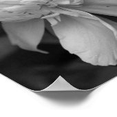 Pony-bloem in zwart-wit poster (Hoek)