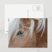 Pony briefkaart (Voorkant / Achterkant)