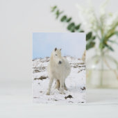 Pony Briefkaart (Staand voorkant)