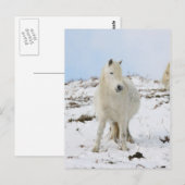 Pony Briefkaart (Voorkant / Achterkant)