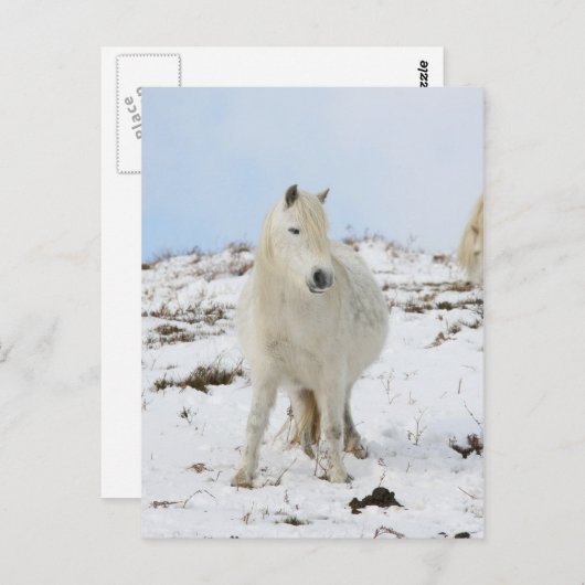 Pony Briefkaart (Voorkant / Achterkant)