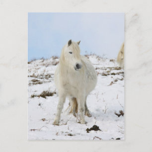 Pony Briefkaart