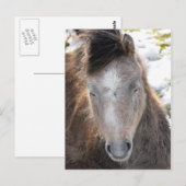 Pony Briefkaart (Voorkant / Achterkant)