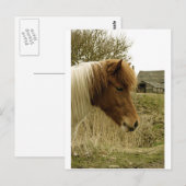 pony briefkaart (Voorkant / Achterkant)