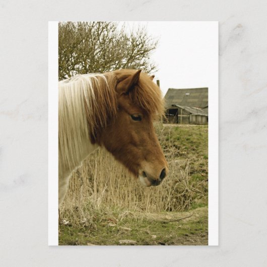 pony briefkaart (Voorkant)
