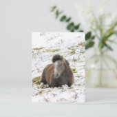 Pony Briefkaart (Staand voorkant)