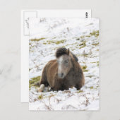 Pony Briefkaart (Voorkant / Achterkant)