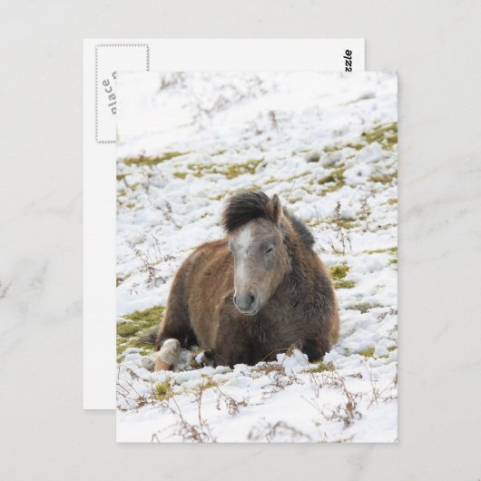 Pony Briefkaart (Voorkant / Achterkant)