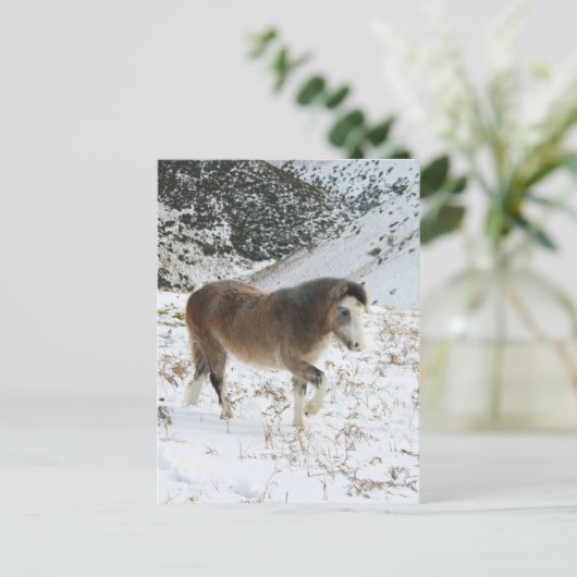 Pony Briefkaart (Staand voorkant)