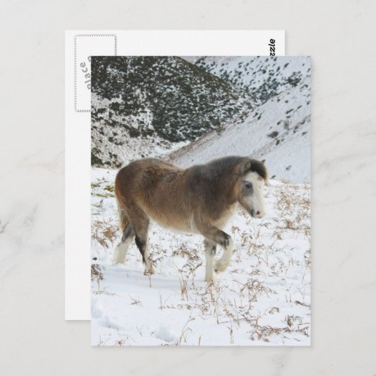 Pony Briefkaart (Voorkant / Achterkant)