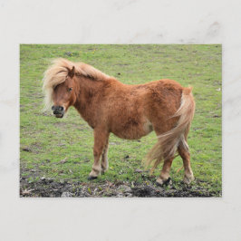 Pony briefkaart