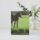 Pony Briefkaart (Staand voorkant)