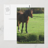Pony Briefkaart (Voorkant / Achterkant)