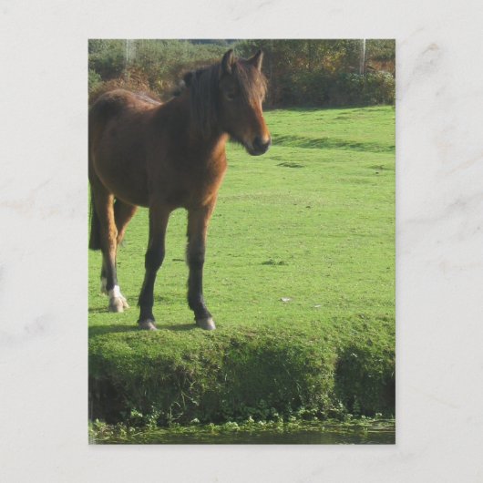 Pony Briefkaart (Voorkant)