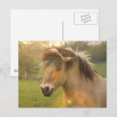 Pony Briefkaart (Voorkant / Achterkant)