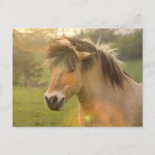Pony Briefkaart