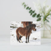 Pony Briefkaart (Staand voorkant)