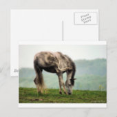 Pony Briefkaart (Voorkant / Achterkant)