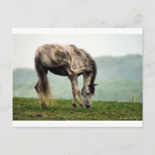 Pony Briefkaart (Voorkant)