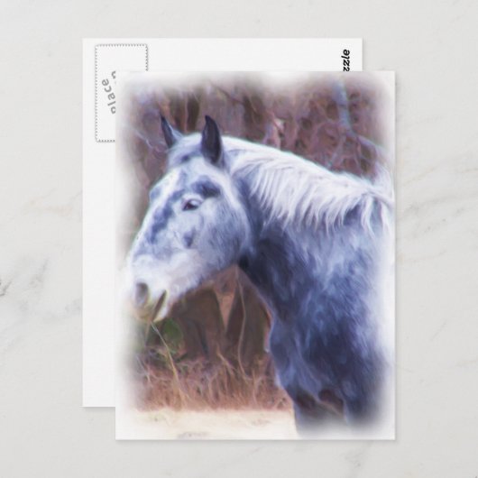 pony briefkaart (Voorkant / Achterkant)