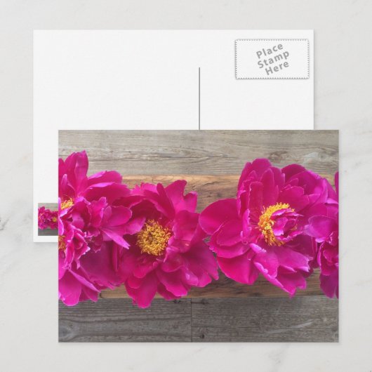 pony-briefkaart briefkaart (Voorkant / Achterkant)