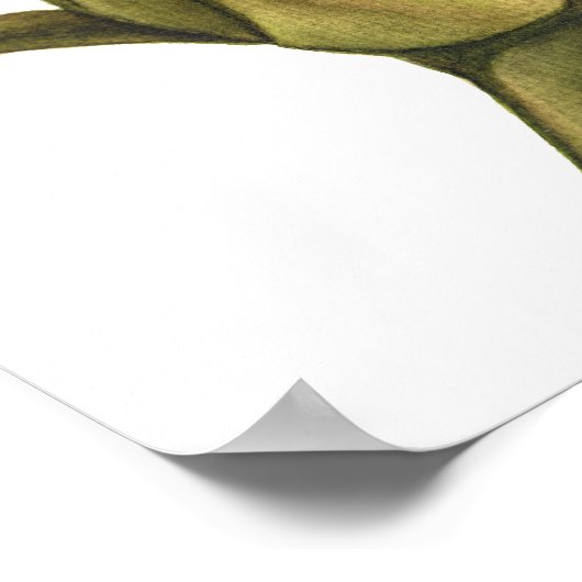 pony bud poster (Hoek)