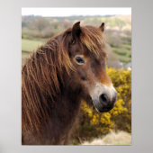 Pony Exmoor Poster (Voorkant)