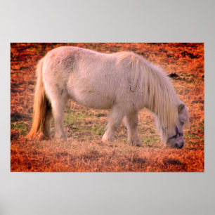 Pony Foto Poster
