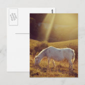 Pony Grazing Briefkaart (Voorkant / Achterkant)