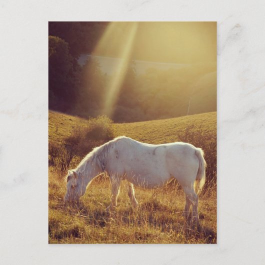 Pony Grazing Briefkaart (Voorkant)