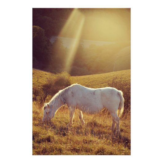 Pony Grazing Foto Afdruk (Voorkant)