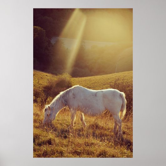 Pony Grazing Poster (Voorkant)