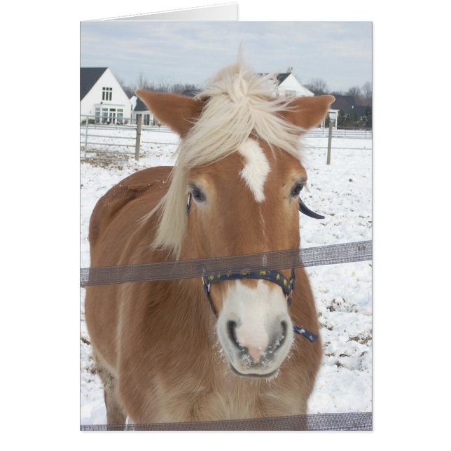 Pony in de winter (Voorkant)