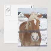 Pony in de winter briefkaart (Voorkant / Achterkant)
