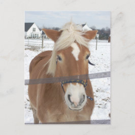 Pony in de winter briefkaart