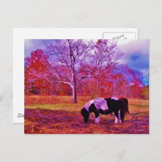 PONY IN EEN RAINBOW gekleurd veld Briefkaart (Voorkant / Achterkant)